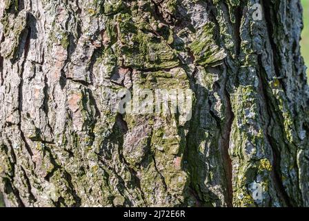 Bois de pin brun avec une texture et un arrière-plan magnifiquement façonnés Banque D'Images