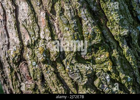 Bois de pin brun avec une texture et un arrière-plan magnifiquement façonnés Banque D'Images