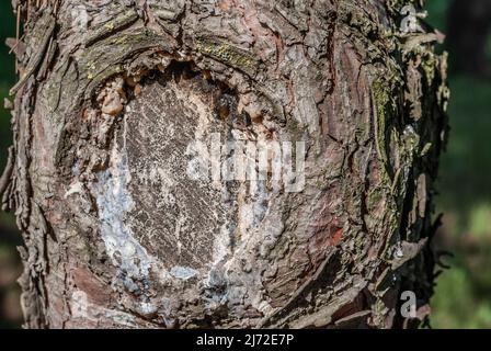 Bois de pin brun avec une texture et un arrière-plan magnifiquement façonnés Banque D'Images