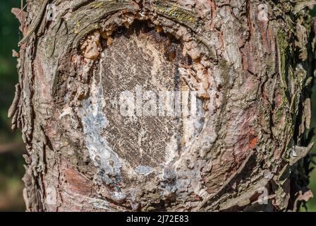 Bois de pin brun avec une texture et un arrière-plan magnifiquement façonnés Banque D'Images