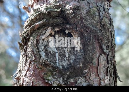 Bois de pin brun avec une texture et un arrière-plan magnifiquement façonnés Banque D'Images