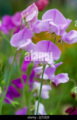 Une image rapprochée de délicates fleurs de pois doux roses et violets (Lathyrus odoratus) fleuries dans un jardin d'été par une journée ensoleillée. Banque D'Images