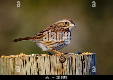 Song Sparrow, Melospiza melodia, perché sur un poteau mangeant des graines Banque D'Images
