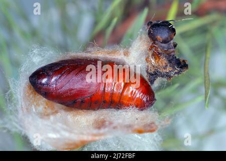 La pupe de la famille des nodontidae (Thaumetopoea pityocampa) est un papillon de la famille des Notodontidae, connu pour les poils irritants de ses chenilles. Banque D'Images