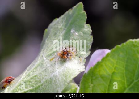 Nid de jeunes chenilles d'Yponomeuta ou anciennement Hyponomeuta malinellus l'hermine de pomme sur une feuille de pomme au début du printemps. Banque D'Images