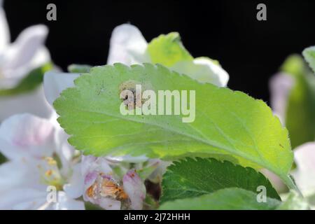 Nid de jeunes chenilles d'Yponomeuta ou anciennement Hyponomeuta malinellus l'hermine de pomme sur une feuille de pomme au début du printemps. Banque D'Images
