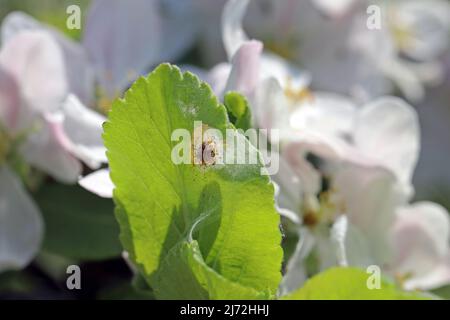 Nid de jeunes chenilles d'Yponomeuta ou anciennement Hyponomeuta malinellus l'hermine de pomme sur une feuille de pomme au début du printemps. Banque D'Images