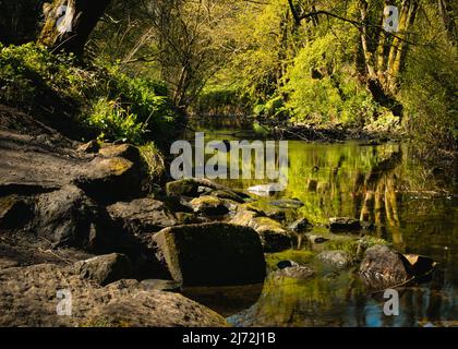 La rivière Seaton Burn traversant les Dénés de Holywell près de Seaton Sluice Northumberland, avec des arbres qui se réfléchit dans l'eau Banque D'Images