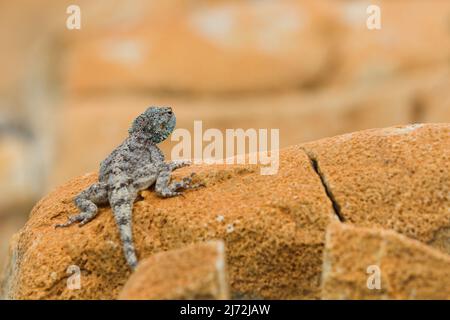 Roche du sud Agama Lizard sur grès Rock (Agama atra) Banque D'Images