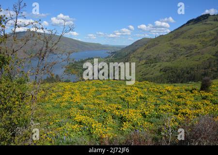 Le balsamroot jaune (« tournesols de l'Oregon ») et une partie de la gorge du Columbia et de la rivière Columbia depuis la réserve Tom McCall près de Rowena, OREGON, États-Unis. Banque D'Images