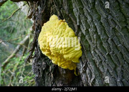 Le champignon jaune vif à soufre commun Laetiporus sulfureus sur le tronc d'un vieux saule Banque D'Images