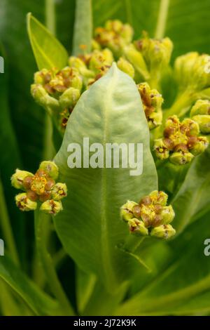 Macro gros plan de Veronica orientalis montrant des motifs et des textures au début du printemps Banque D'Images