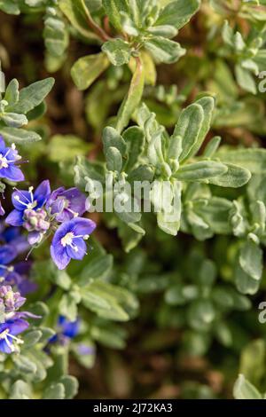 Fleurs de Veronica orientalis en masse sur une face rocheuse texturée, portrait de macro plante naturel Banque D'Images