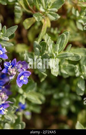 Fleurs de Veronica orientalis en masse sur une face rocheuse texturée, portrait de macro plante naturel Banque D'Images