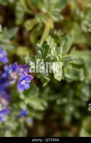 Fleurs de Veronica orientalis en masse sur une face rocheuse texturée, portrait de macro plante naturel Banque D'Images