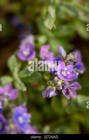 Fleurs de Veronica orientalis en masse sur une face rocheuse texturée, portrait de macro plante naturel Banque D'Images