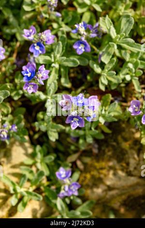 Fleurs de Veronica orientalis en masse sur une face rocheuse texturée, portrait de macro plante naturel Banque D'Images