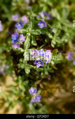 Fleurs de Veronica orientalis en masse sur une face rocheuse texturée, portrait de macro plante naturel Banque D'Images