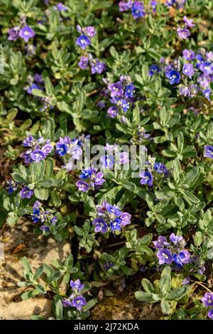 Fleurs de Veronica orientalis en masse sur une face rocheuse texturée, portrait de macro plante naturel Banque D'Images