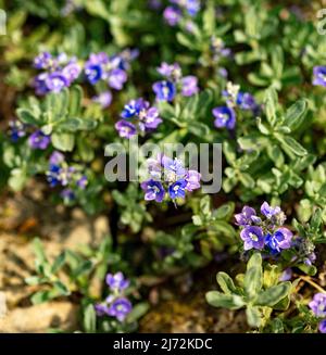 Fleurs de Veronica orientalis en masse sur une face rocheuse texturée, portrait de macro plante naturel Banque D'Images