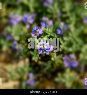 Fleurs de Veronica orientalis en masse sur une face rocheuse texturée, portrait de macro plante naturel Banque D'Images