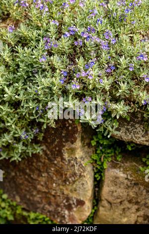 Fleurs de Veronica orientalis en masse sur une face rocheuse texturée, portrait naturel des plantes Banque D'Images