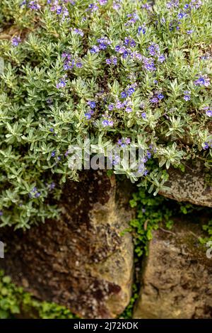 Fleurs de Veronica orientalis en masse sur une face rocheuse texturée, portrait naturel des plantes Banque D'Images