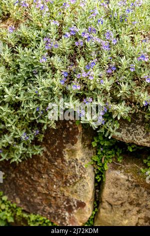 Fleurs de Veronica orientalis en masse sur une face rocheuse texturée, portrait naturel des plantes Banque D'Images