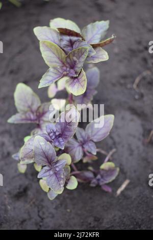 Le jeune basilic violet pousse dans le jardin. Gros plan de basilic violet et vert en pleine croissance, vue du dessus. Feuilles de basilic. L'assaisonnement parfumé pousse dans un jardin b Banque D'Images