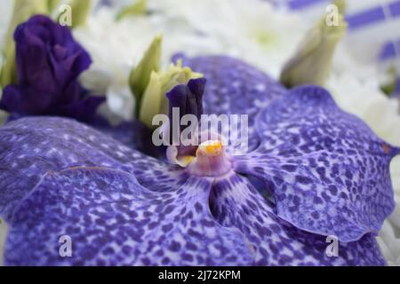 Un magnifique bouquet de chrysanthèmes blancs et de fleurs et roses d'orchidées bleues de Vanda Sansai. Vue de dessus, gros plan. Banque D'Images