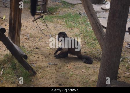 Petit singe Capuchin. Jeune mammifère primate de singe Sapajus apella capuchin. Animal de la forêt tropicale amazonienne de capucin touffeté. Banque D'Images