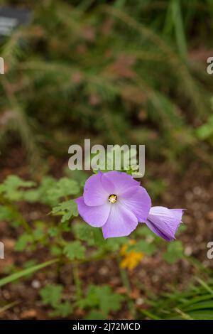 Délicieusement délicat Alyogyne huegelii 'Santa Cruz', hibiscus lilas 'Santa Cruz' fleurs en gros plan, portrait naturel de fleurs Banque D'Images