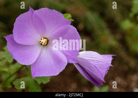 Délicieusement délicat Alyogyne huegelii 'Santa Cruz', hibiscus lilas 'Santa Cruz' fleurs en gros plan, portrait naturel de fleurs Banque D'Images