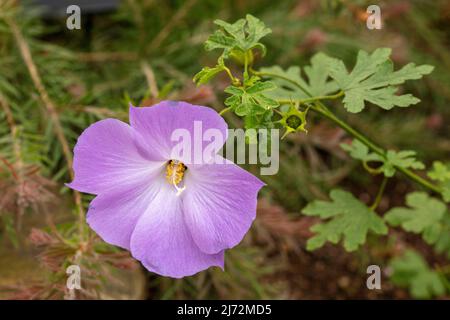 Délicieusement délicat Alyogyne huegelii 'Santa Cruz', hibiscus lilas 'Santa Cruz' fleurs en gros plan, portrait naturel de fleurs Banque D'Images