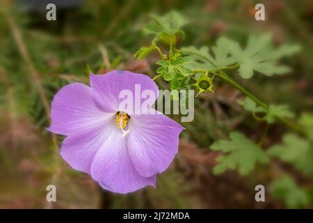 Délicieusement délicat Alyogyne huegelii 'Santa Cruz', hibiscus lilas 'Santa Cruz' fleurs en gros plan, portrait naturel de fleurs Banque D'Images