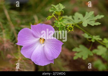 Délicieusement délicat Alyogyne huegelii 'Santa Cruz', hibiscus lilas 'Santa Cruz' fleurs en gros plan, portrait naturel de fleurs Banque D'Images