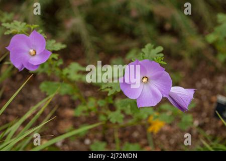 Délicieusement délicat Alyogyne huegelii 'Santa Cruz', hibiscus lilas 'Santa Cruz' fleurs en gros plan, portrait naturel de fleurs Banque D'Images