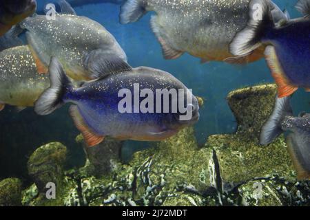 Le piranha à ventre rouge, le piranha rouge (Pygocentrus nattereri) Banque D'Images