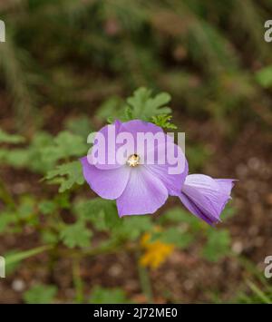 Délicieusement délicat Alyogyne huegelii 'Santa Cruz', hibiscus lilas 'Santa Cruz' fleurs en gros plan, portrait naturel de fleurs Banque D'Images