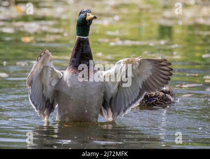 Un canard colvert mâle (Anas platyrhynchos) prêchant à la foule. Les ailes s'étirent , debout dans l'eau . Suffolk, Royaume-Uni. Banque D'Images