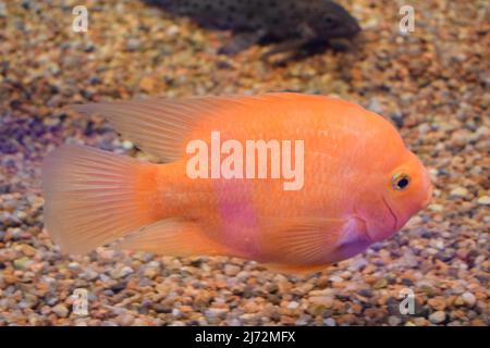 Magnifique cichlid rouge orangé brillant dans un aquarium Banque D'Images