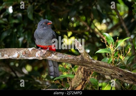 Femelle de trogon à queue de Slaty perchée image prise dans la forêt tropicale de Panamas Banque D'Images