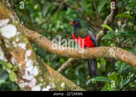 Mâle de trogon à queue de Slaty, image perchée prise dans la forêt tropicale de Panamas Banque D'Images