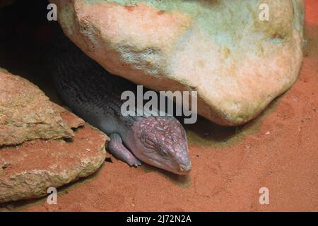 Scinque à langue bleue Tanimbar (Tiliqua scincoides chimerea). Tiliqua scincoides (spink bleu-tongué commun, lézard bleu-tongué, fièvre catarrhale commune) Banque D'Images