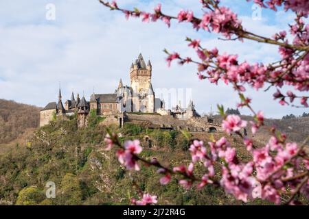 COCHEM, ALLEMAGNE - 3 AVRIL 2022 : image panoramique du château de Cochem avec des fleurs de pêche le 3 avril 2022 en Allemagne Banque D'Images