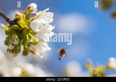 cerisiers en fleurs en fleur sur une branche avec des abeilles pollinisantes, jour ensoleillé de printemps avec ciel bleu, vue rapprochée Banque D'Images