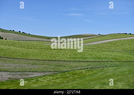 Champs de céréales vertes, dans un paysage légèrement vallonné Banque D'Images