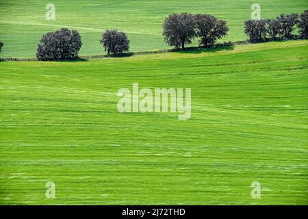 Champs de céréales vertes, dans un paysage légèrement vallonné. Banque D'Images