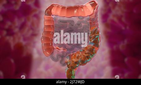 3d illustration de l'anatomie du système digestif humain, concept de l'intestin, laxatif, traitement de la constipation, 3d rendu Banque D'Images