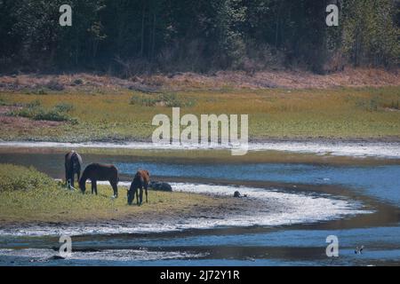 Chevaux sauvages sur la route de la Chua au parc national Paynes Prairie Preserve à Gainesville, Floride Banque D'Images